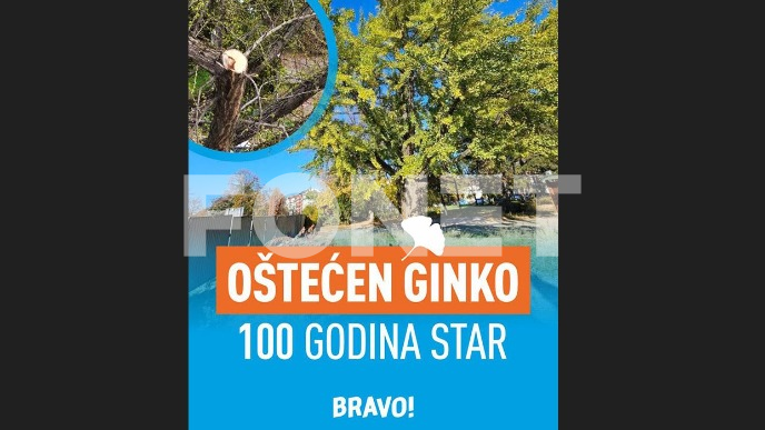 Oštećeno drvo ginko